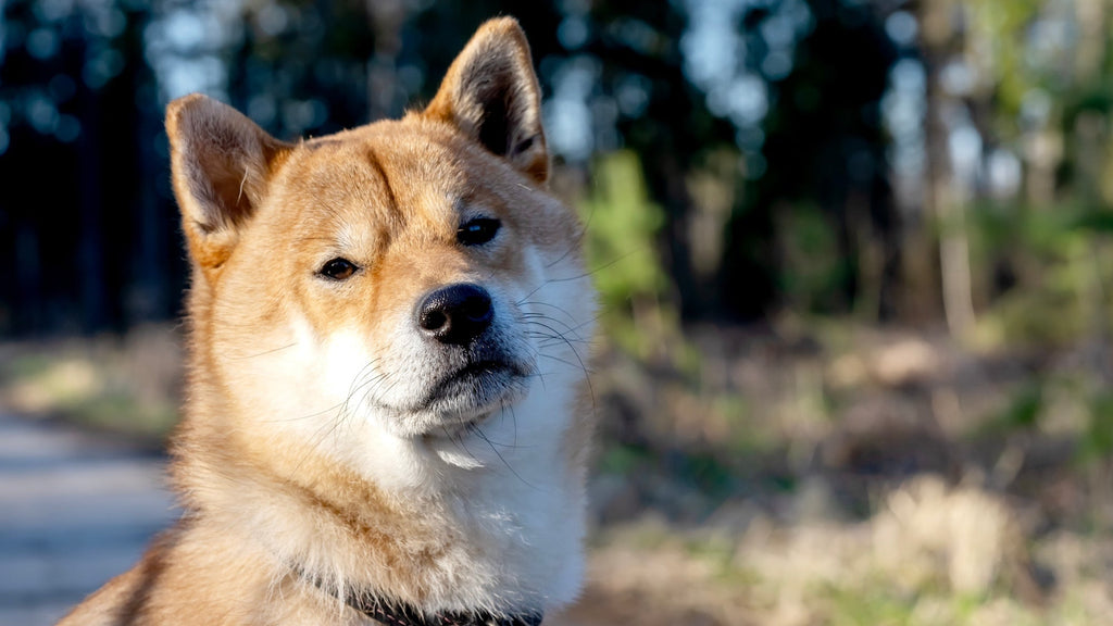 The Plastic Puzzle: How Plastics Are Shaping the World of Dog Toys