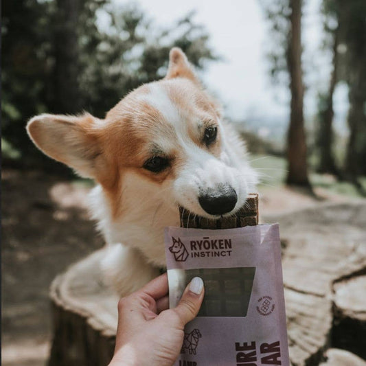 Corgi biting a Lamb Adventure Ready Bar held out from its pouch outdoors