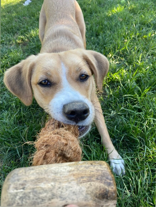 Coconut Rope & Original Chew