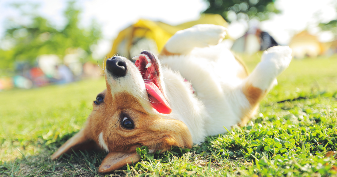 Why enrichment matters for dogs — and simple ways to give your pup more of it