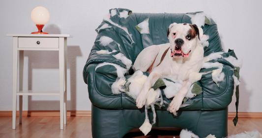 My dog won't stop chewing everything — here's what actually helped