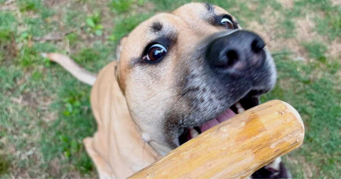 Chews-ing the right size for your pup