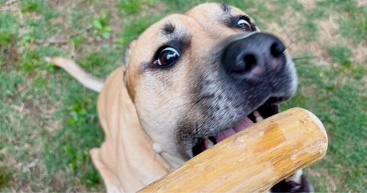 Chews-ing the right size for your pup