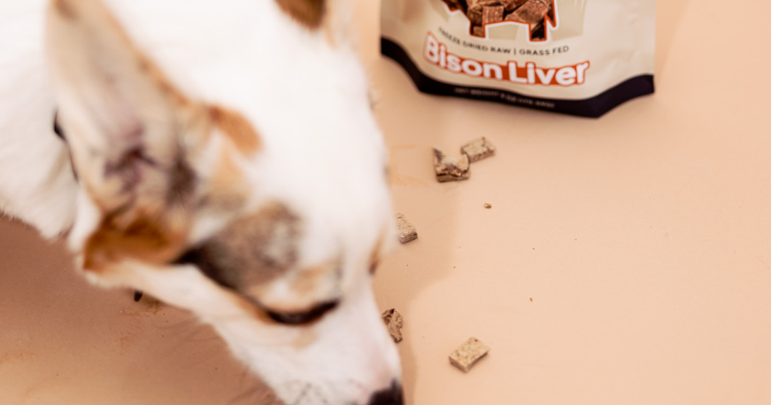 Why bison liver is one of the best things you can feed your dog