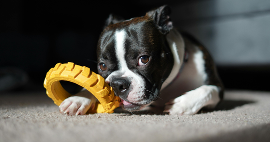 Why we switched away from plastic dog toys — and what we use instead