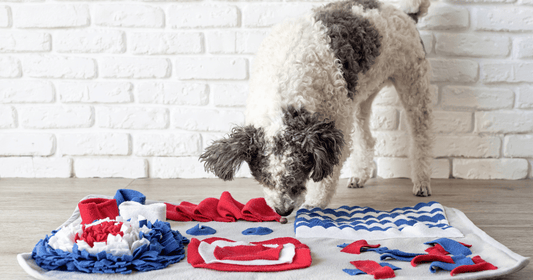 How to build a daily enrichment routine for your dog