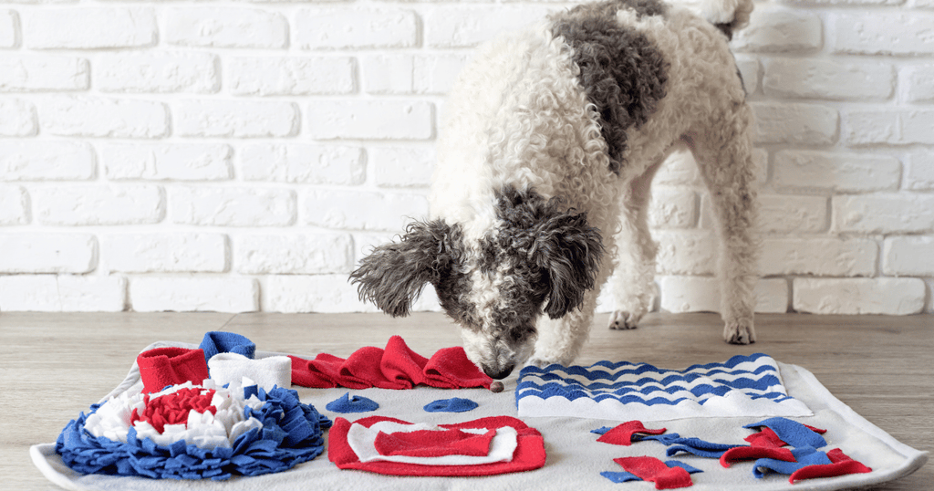 How to build a daily enrichment routine for your dog