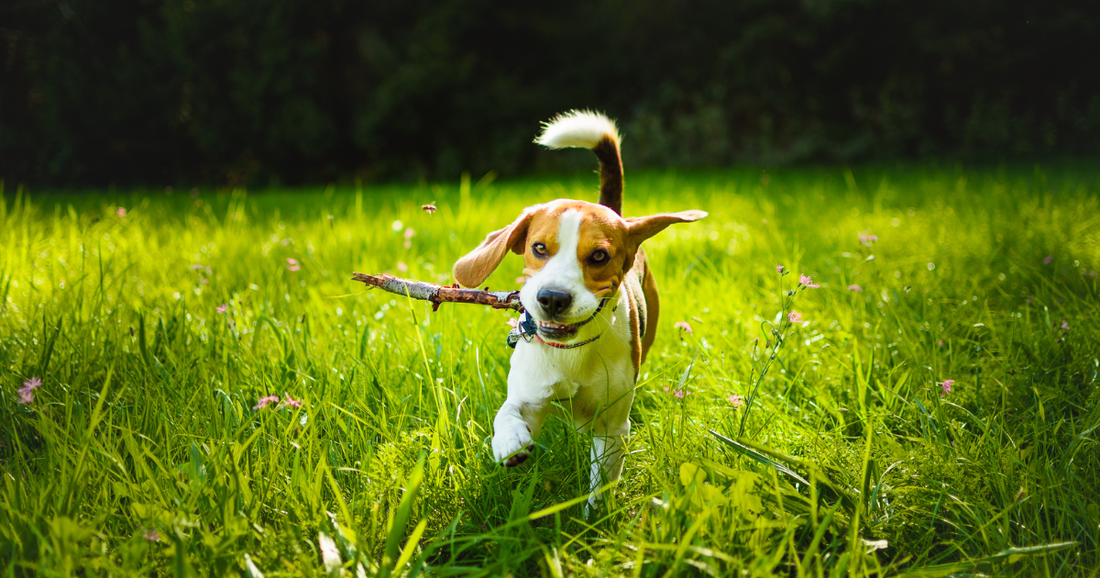 Is it safe for dogs to chew on sticks? Here's what you should know
