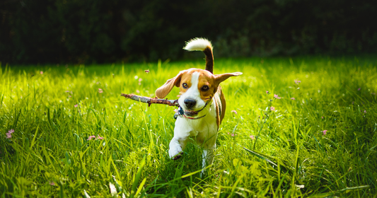 Is it safe for dogs to chew on sticks? Here's what you should know