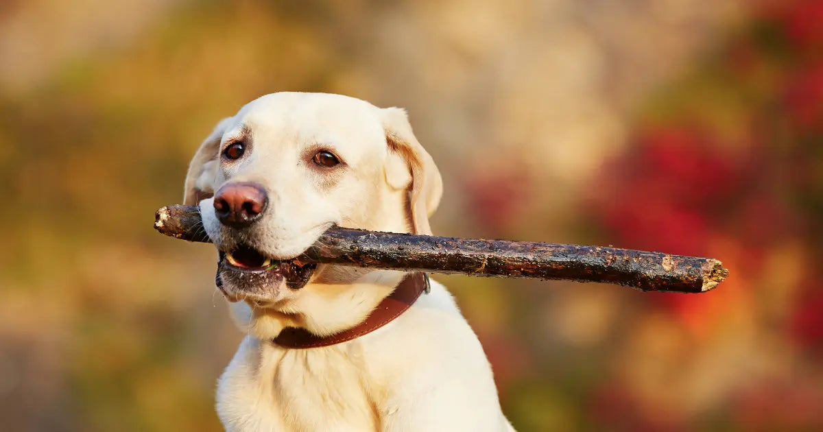 Do wood chews splinter? Coffee wood vs. backyard sticks for dogs | Mumbies