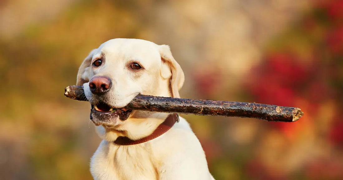 Do wood chews splinter? What every dog parent needs to know