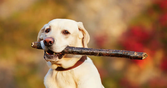 Do wood chews splinter? What every dog parent needs to know