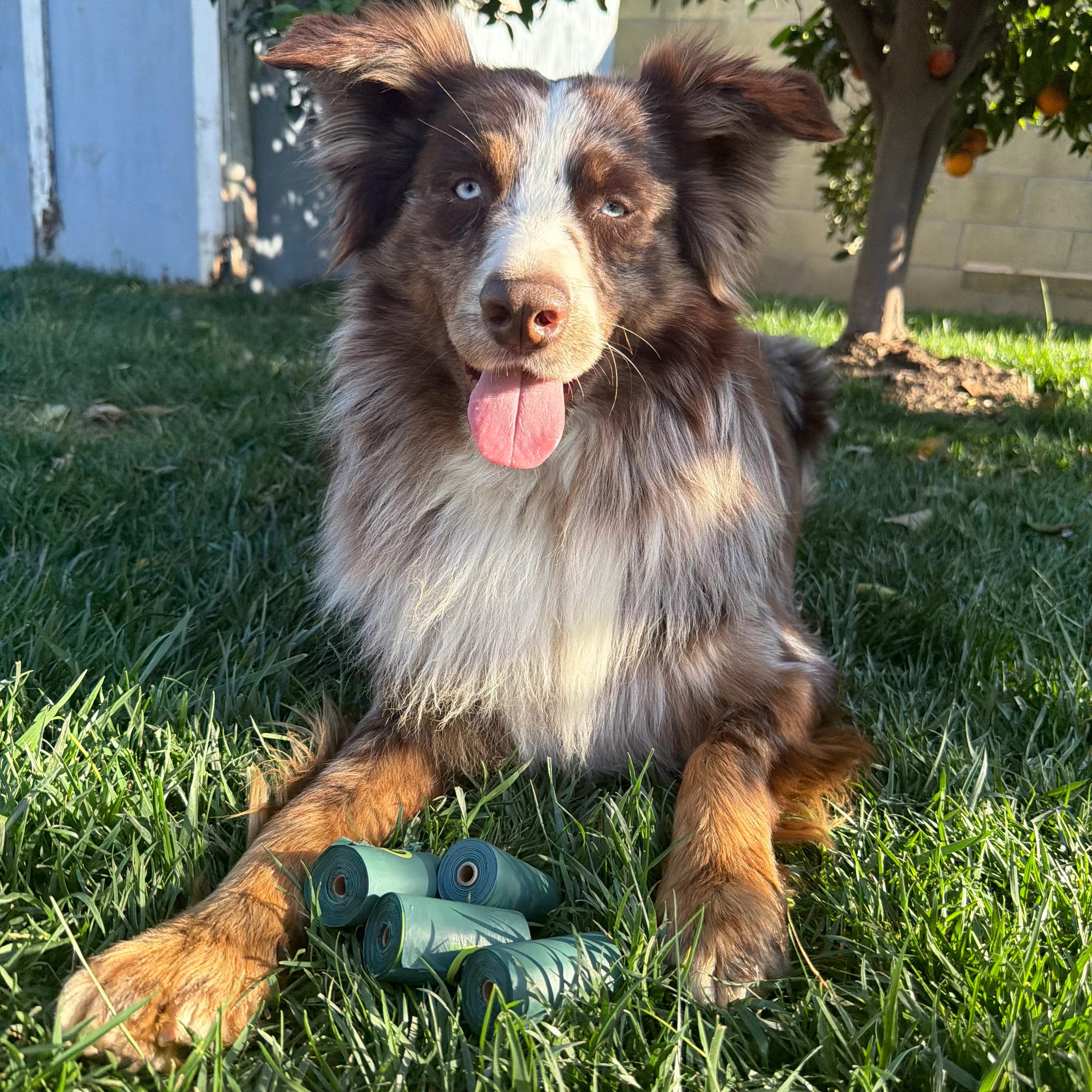 100% Compostable Dog Poop Bags