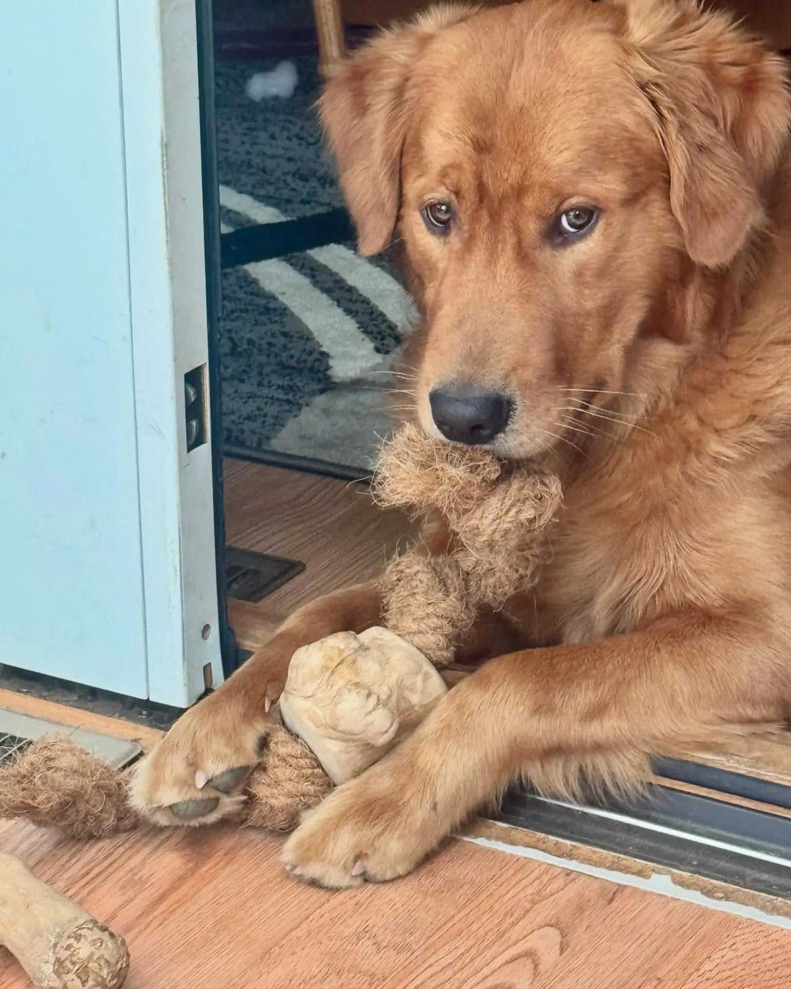 Coconut Rope & Root Chew