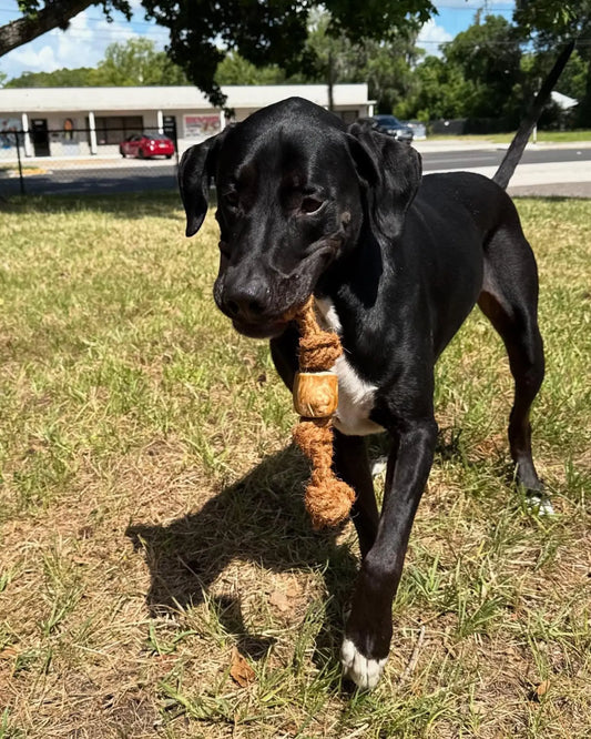 Coconut Rope & Root Chew