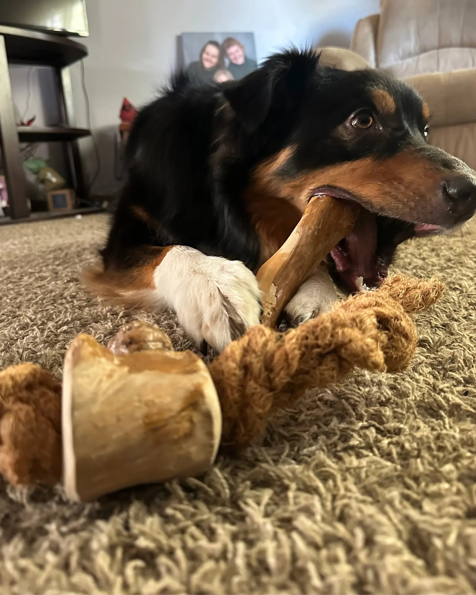 Coconut Rope & Root Chew