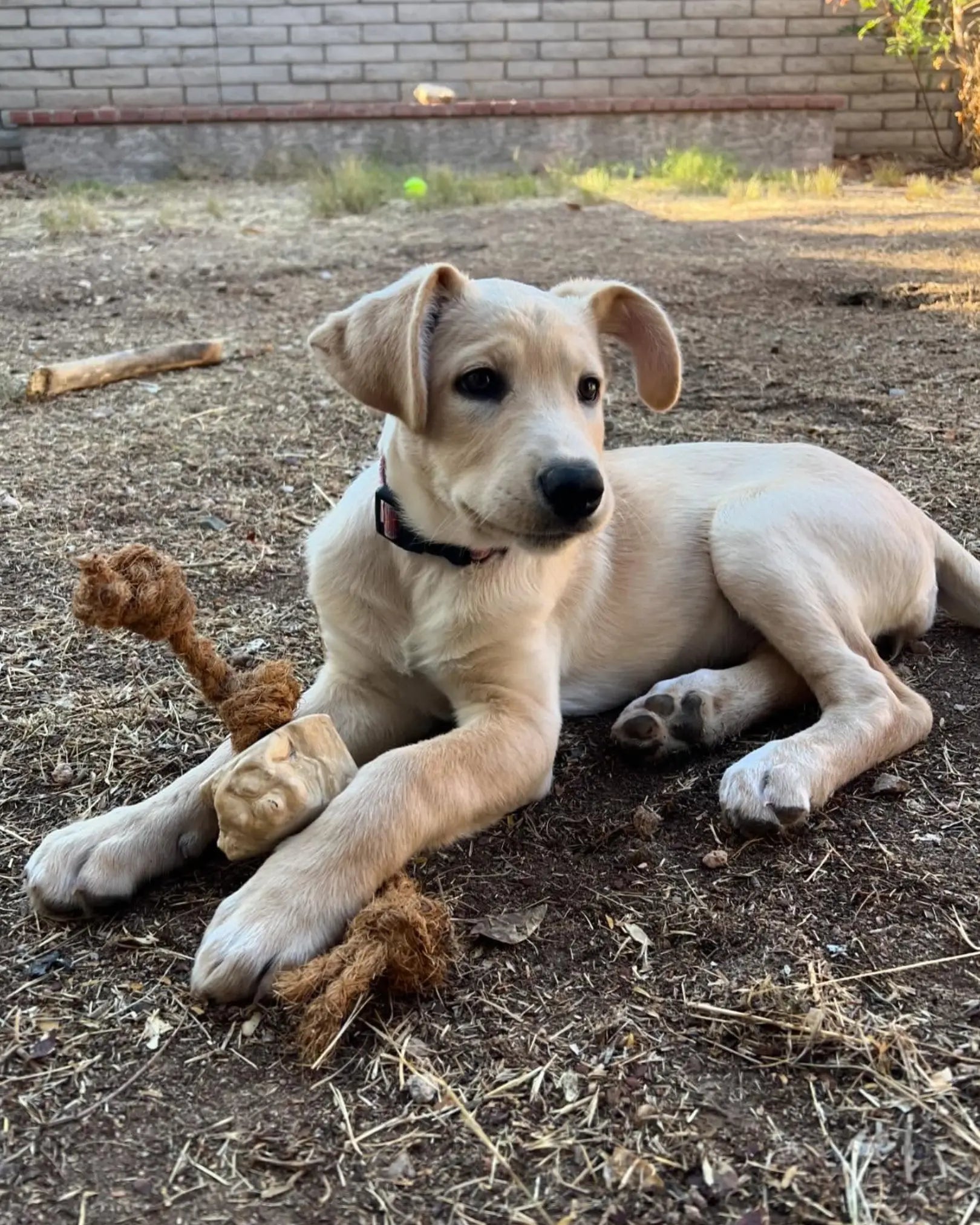Coconut Rope & Root Chew