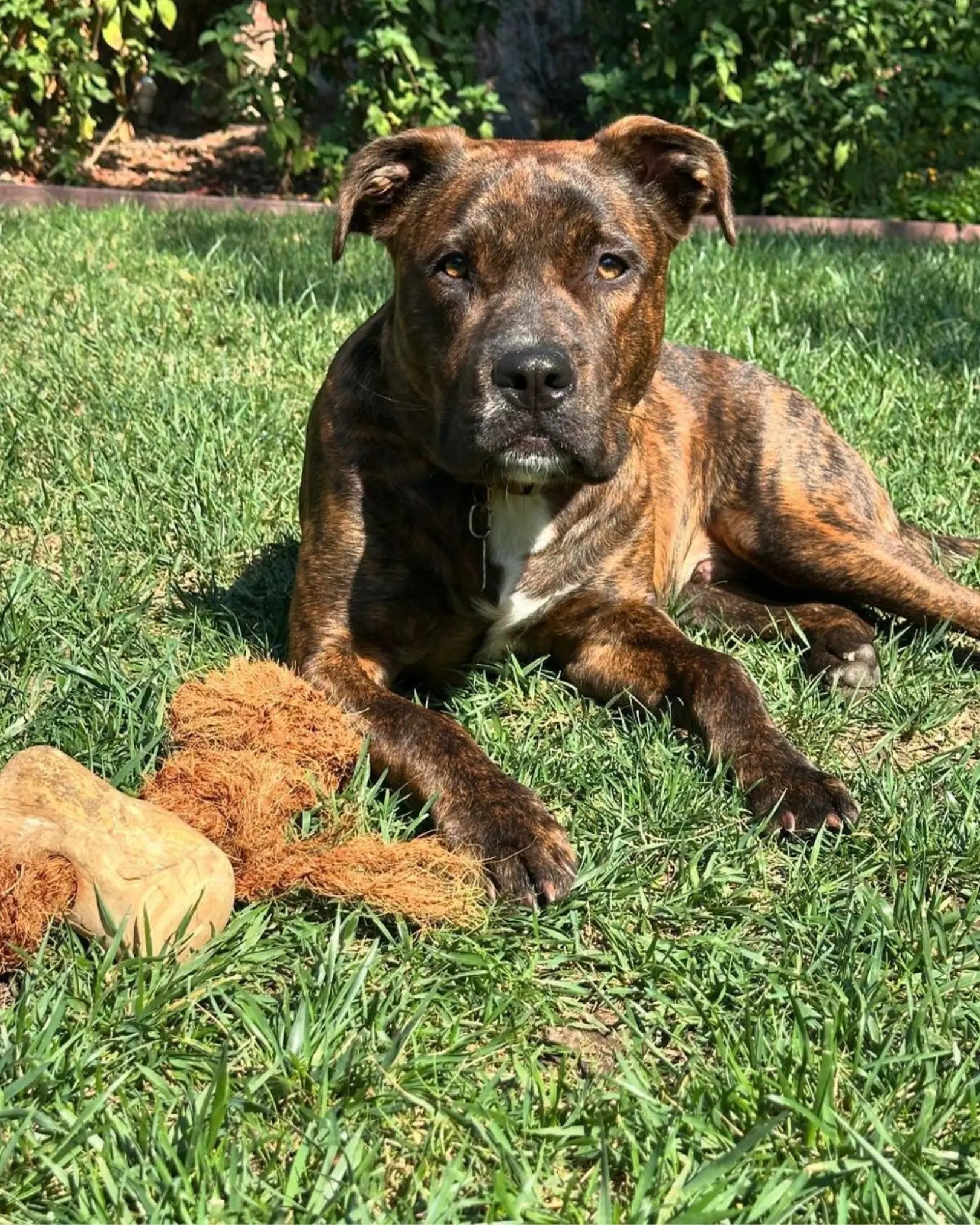 Coconut Rope & Original Chew