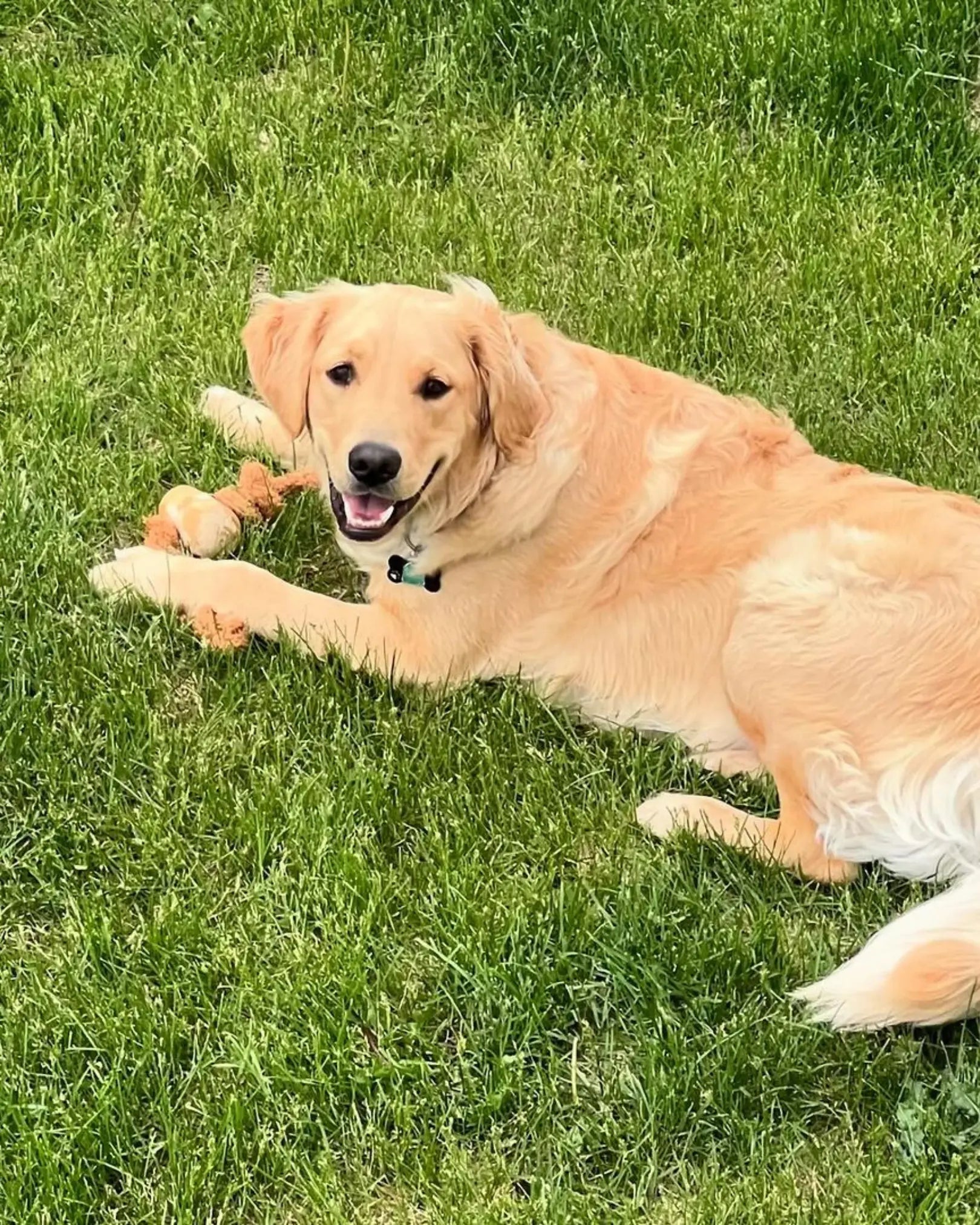 Coconut Rope & Original Chew