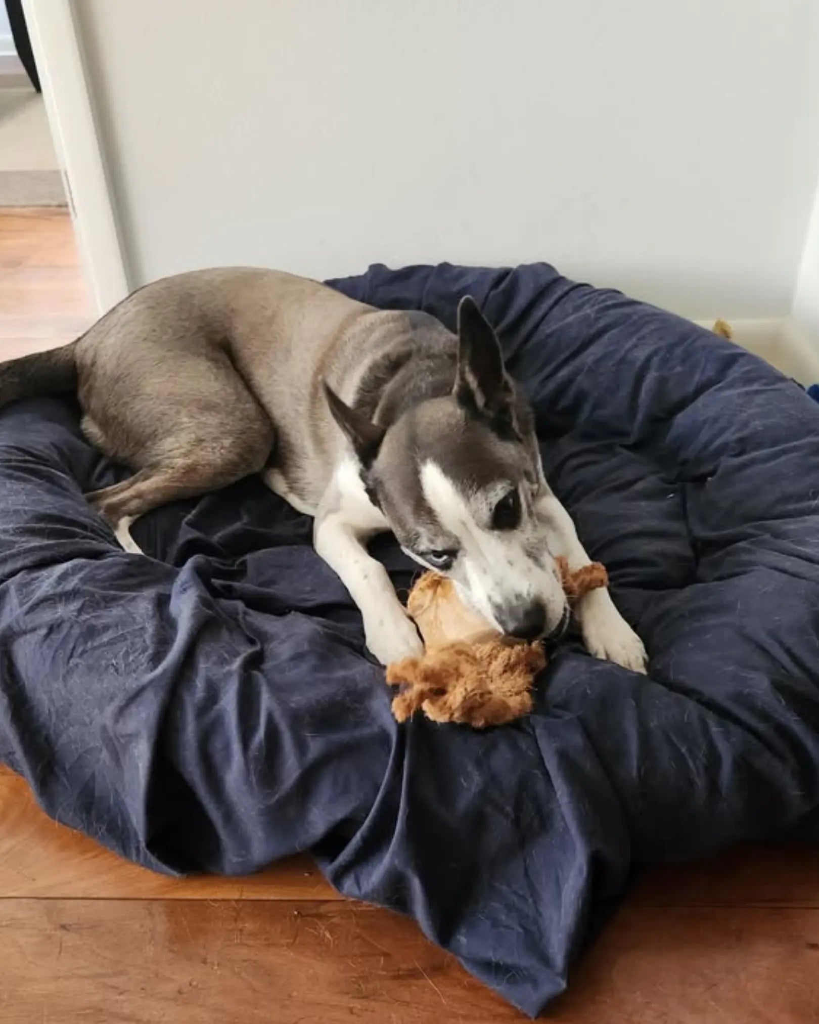 Coconut Rope & Root Chew