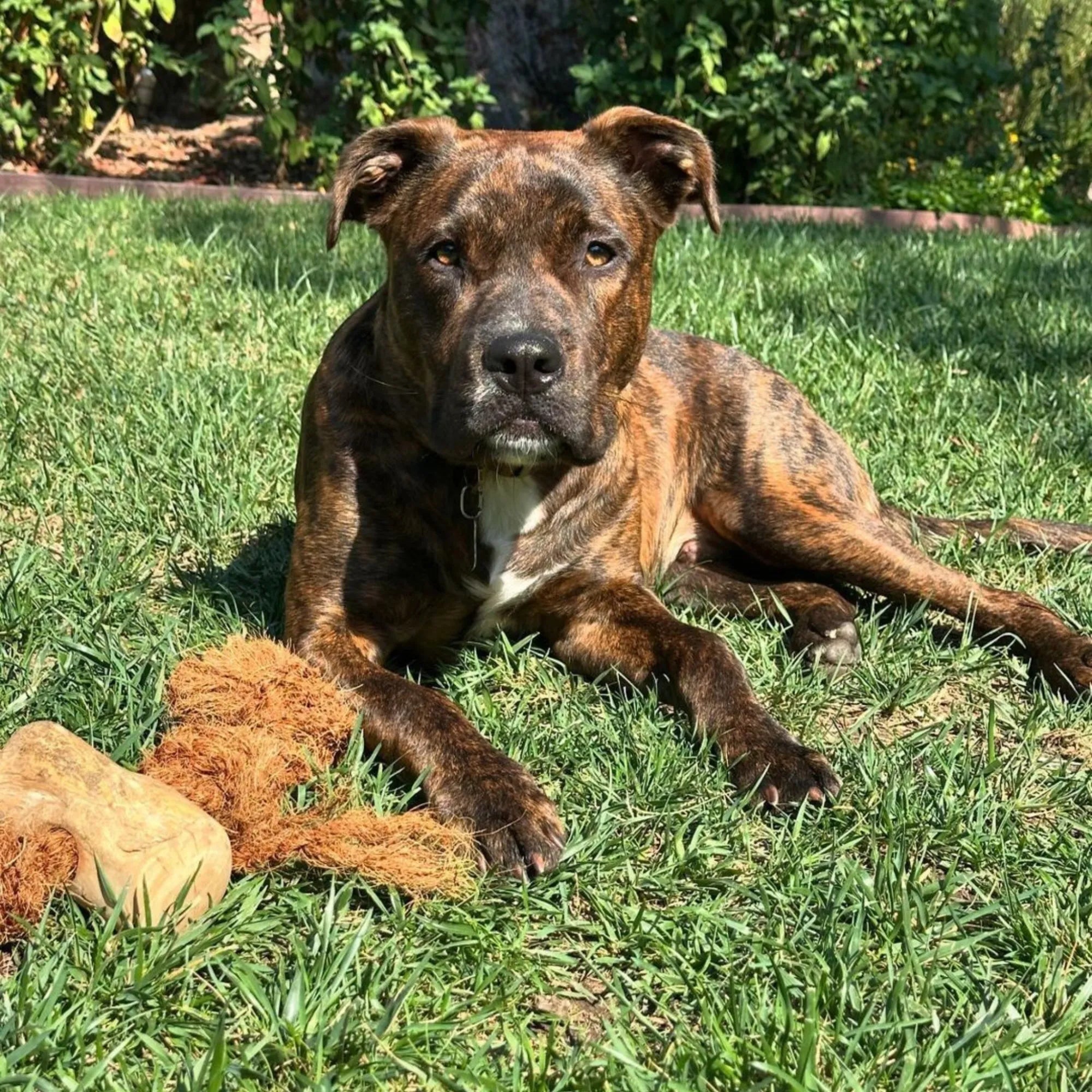 Coconut Rope & Original Chew