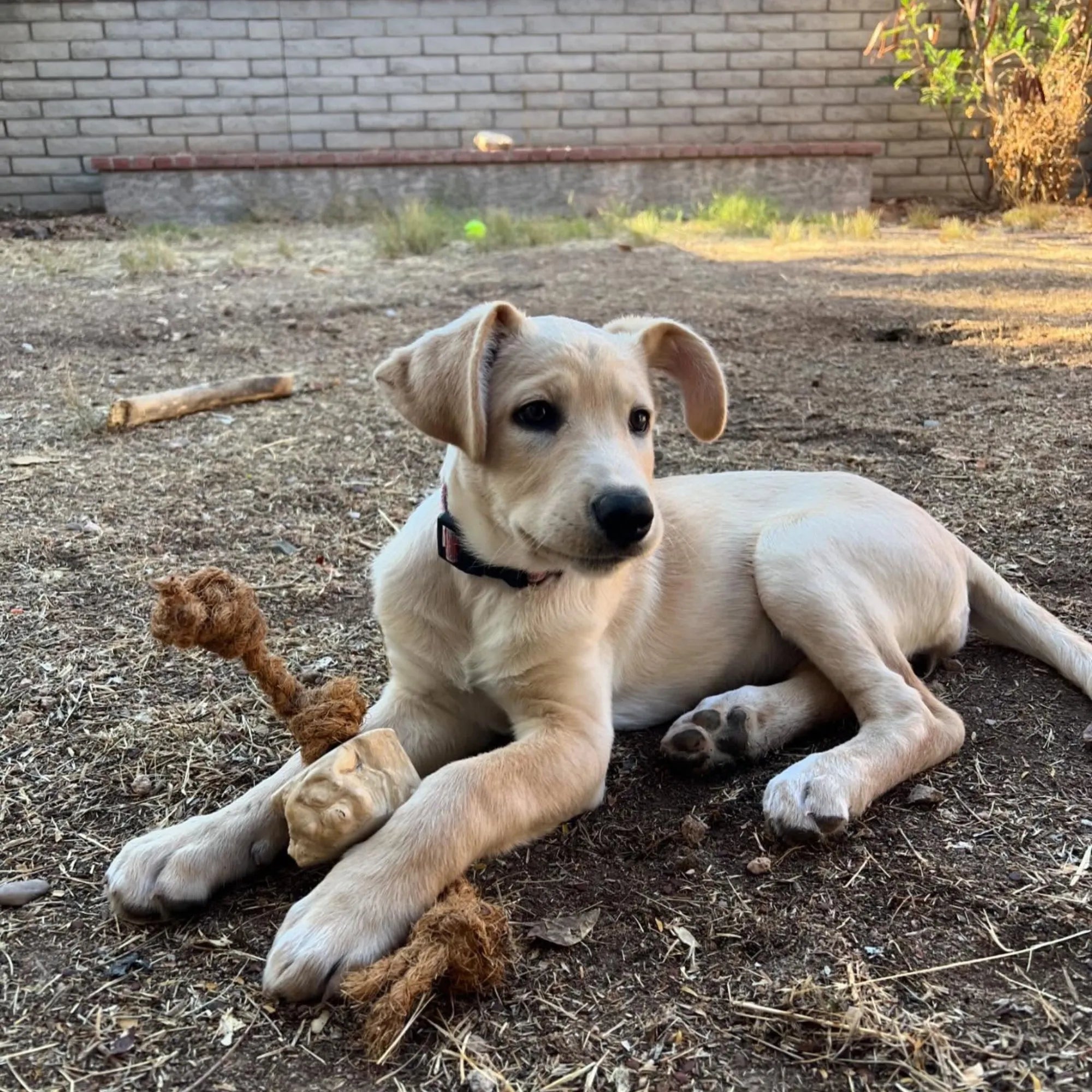 Coconut Rope & Root Chew