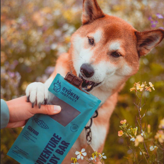 Shiba Inu biting a Seafood Adventure Ready Bar from its pouch in a flower field