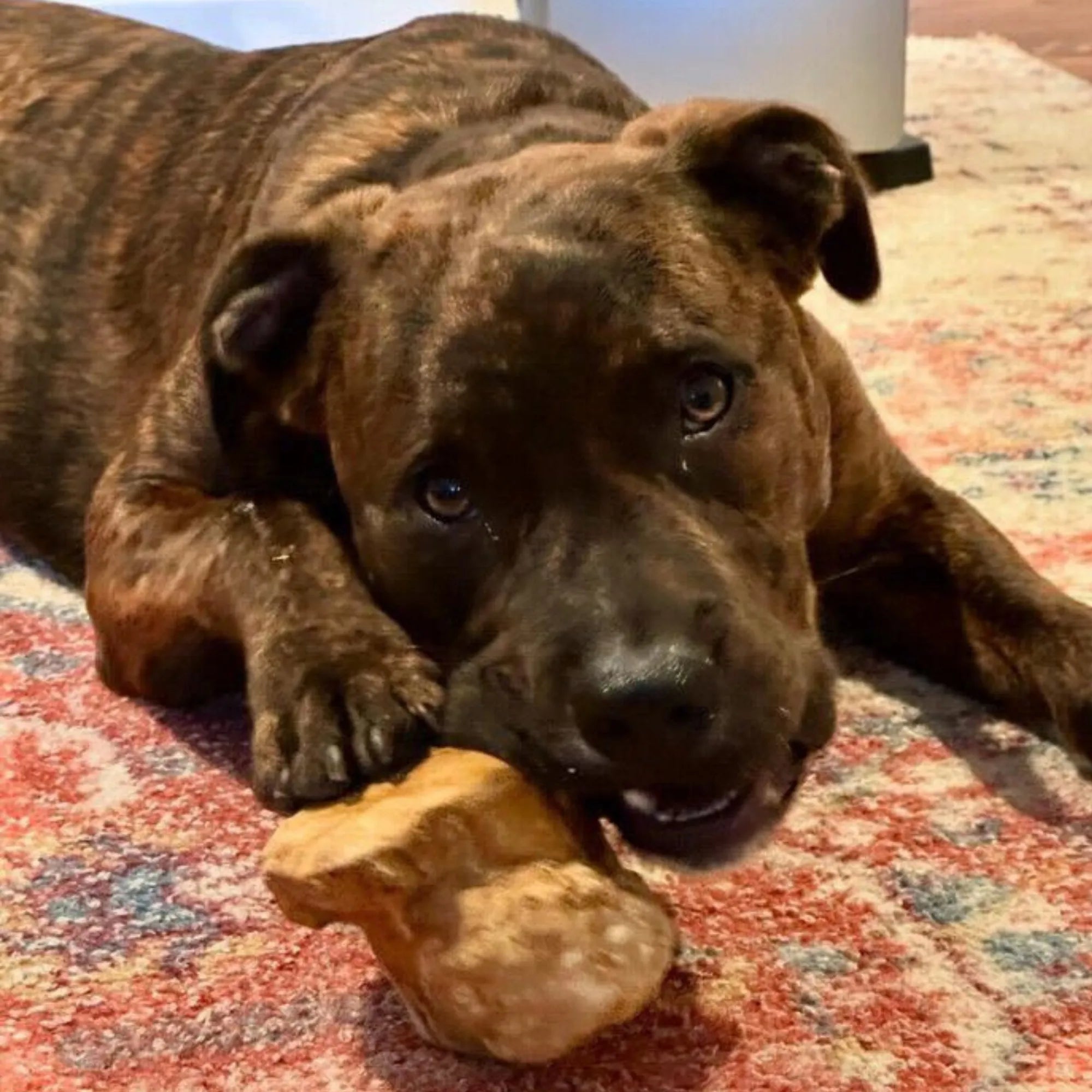 Root Chew, XL