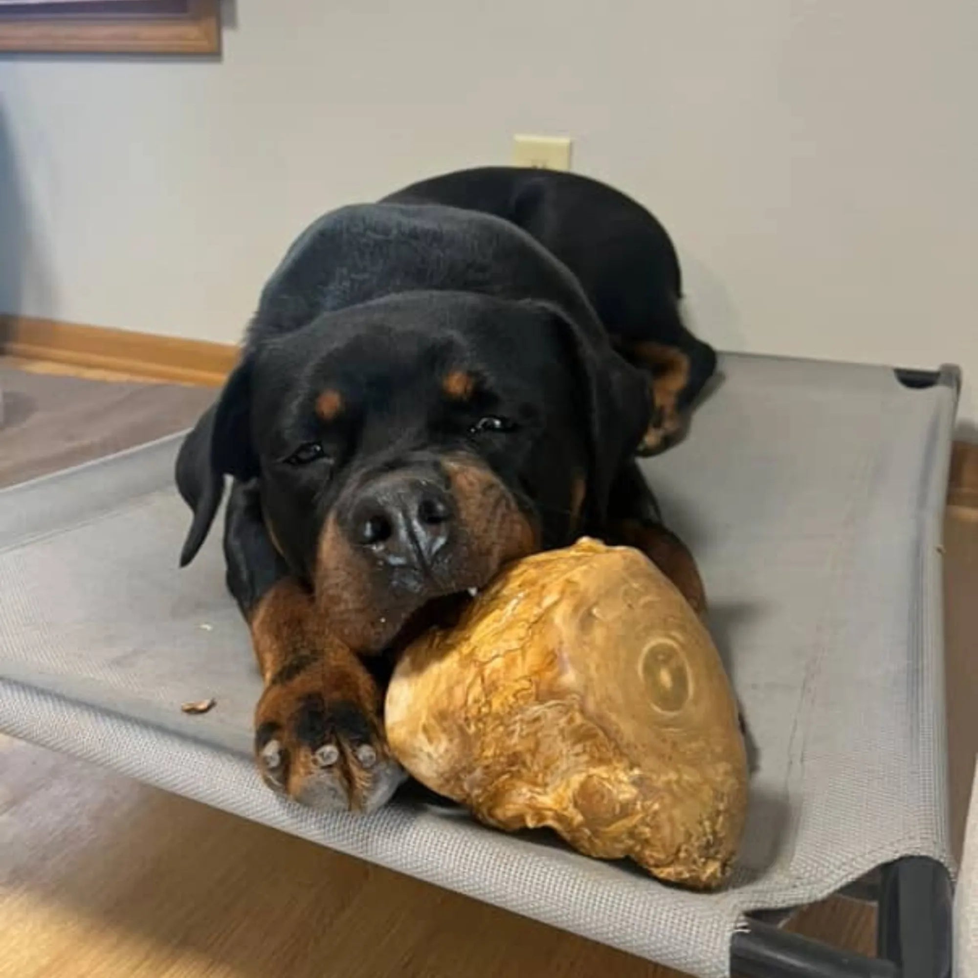 Root Chew, XXL