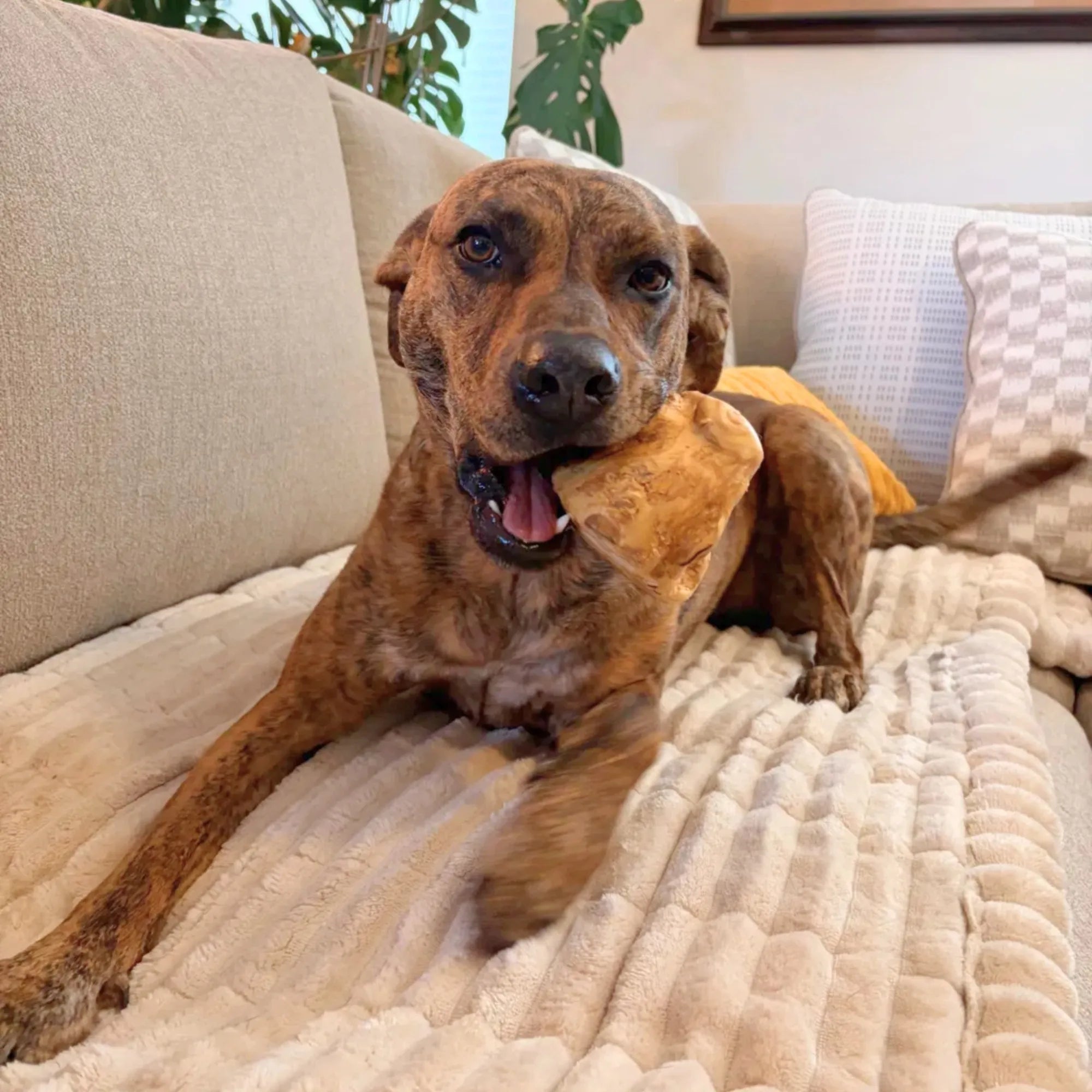 Root Chew, Large