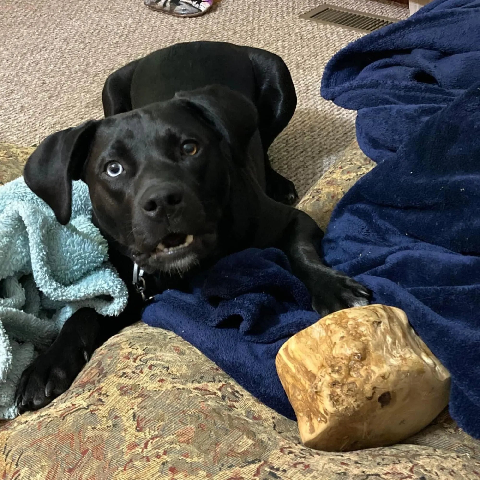 Root Chew, XXL