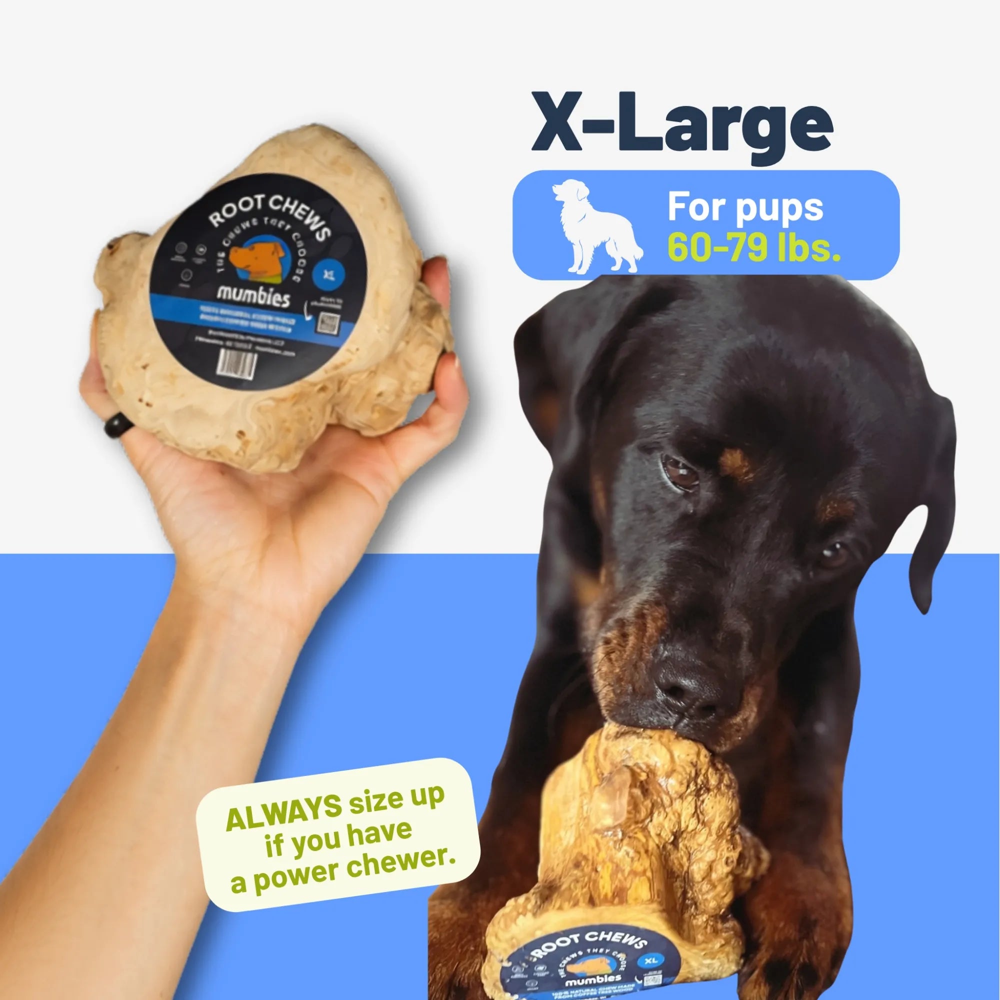 Root Chew, XL