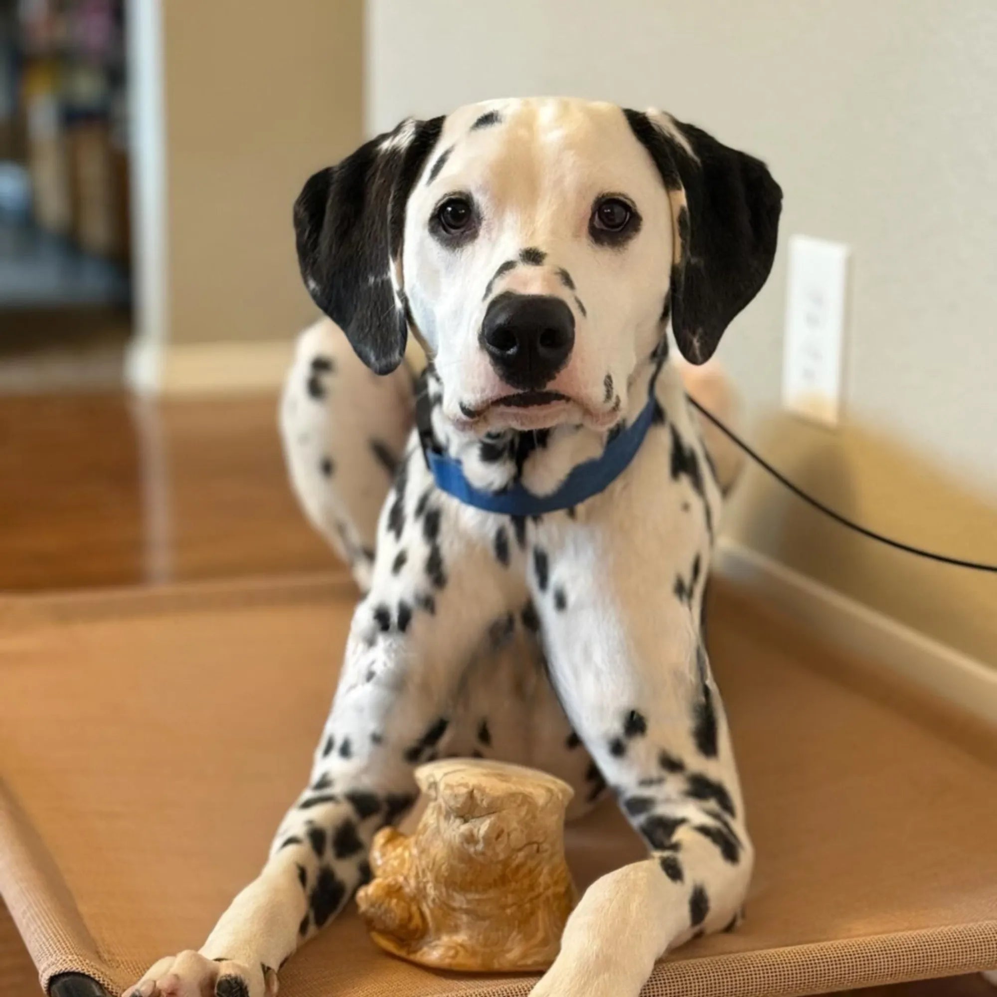Root Chew, XL