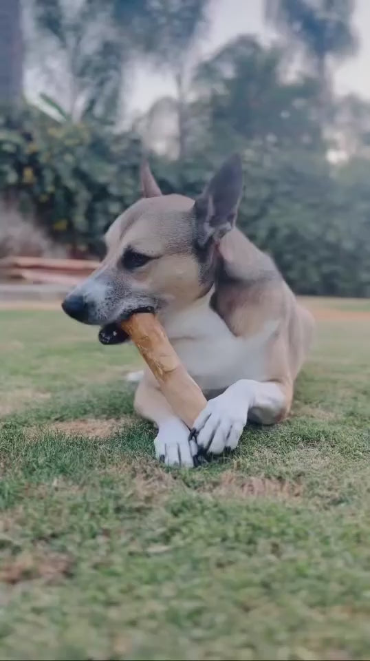 Original Chew
