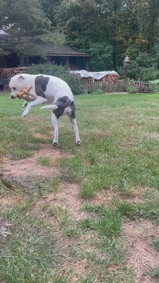 Coconut Rope & Original Chew