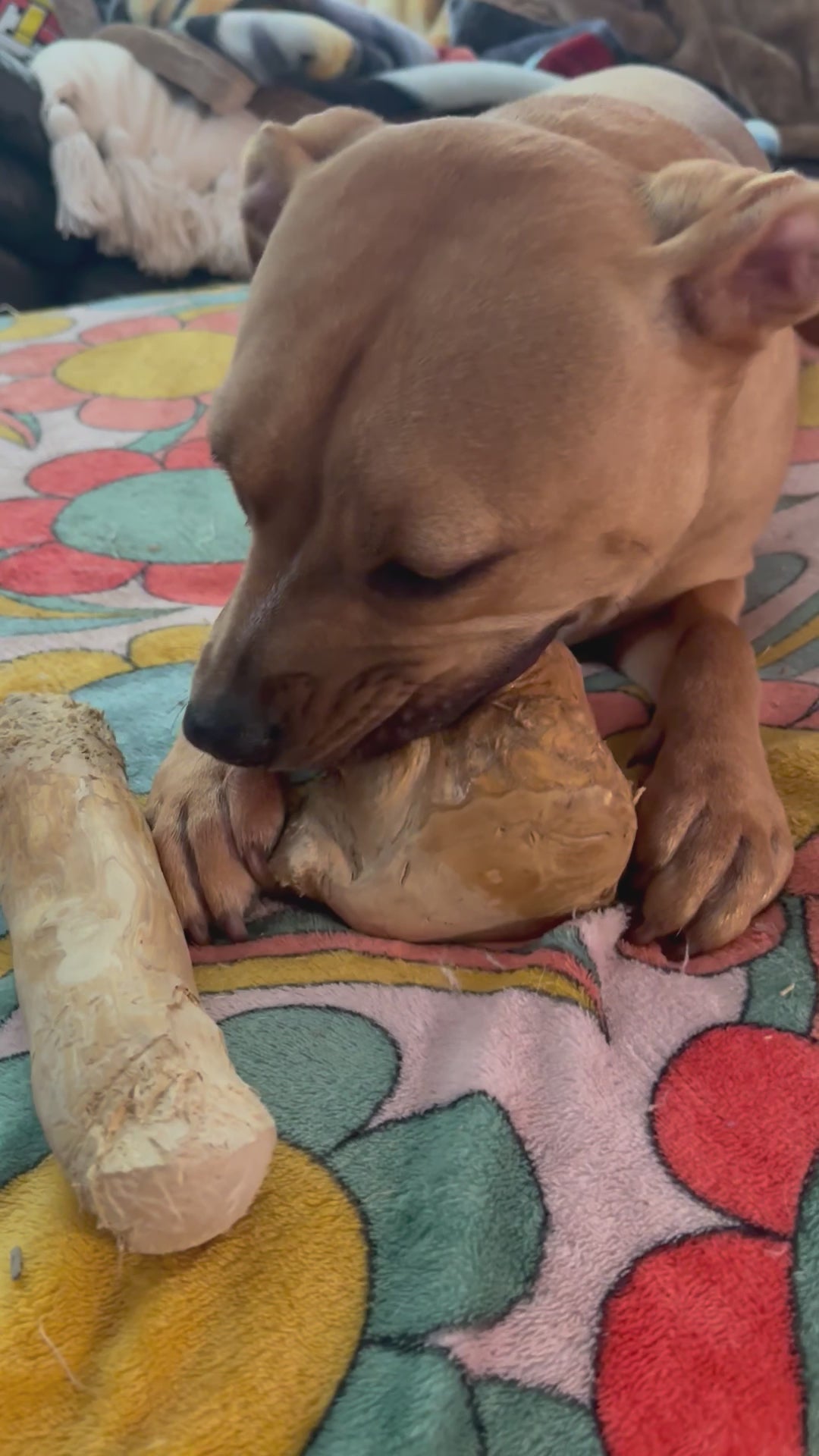 Root Chew
