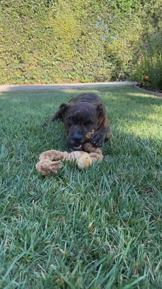 Coconut Rope & Root Chew